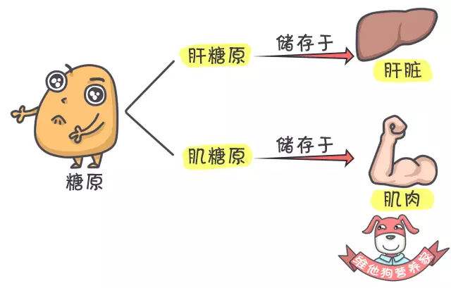 糖原累積病