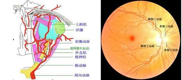 視網(wǎng)膜分支動脈阻塞
